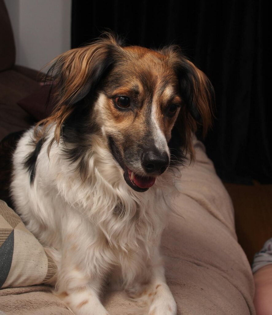 Charming long-haired dog with a friendly expression sitting on a cozy sofa indoors.