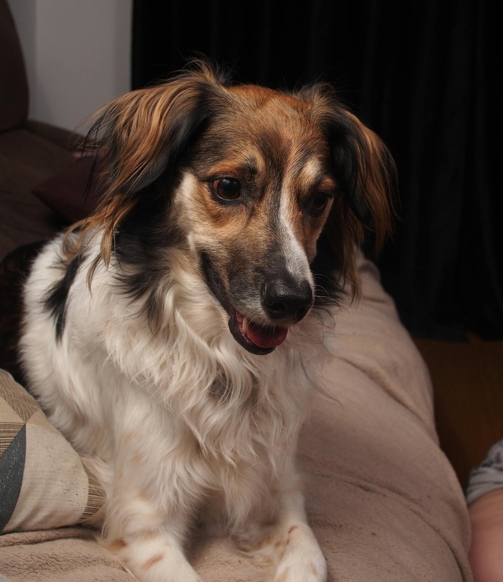 Charming long-haired dog with a friendly expression sitting on a cozy sofa indoors.